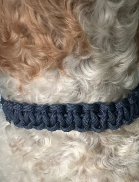 Dog wearing a blue collar with a close-up of the collar's texture.