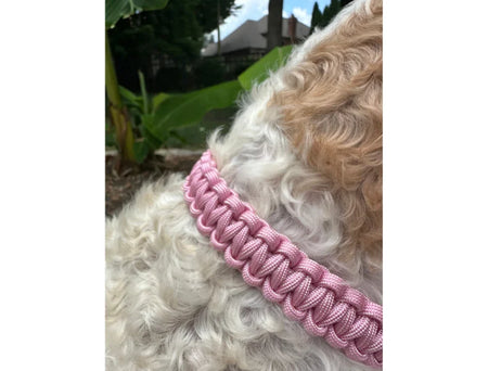 Dog wearing a pink collar with a blurred outdoor background