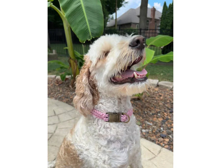 Dog with a pink collar sitting outdoors on a patio
