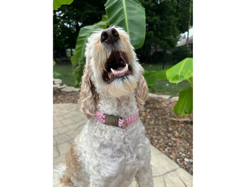 Dog with a pink collar outdoors on a sunny day
