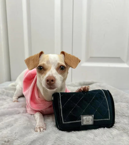 Small dog wearing a pink sweater next to a black quilted bag on a gray surface.