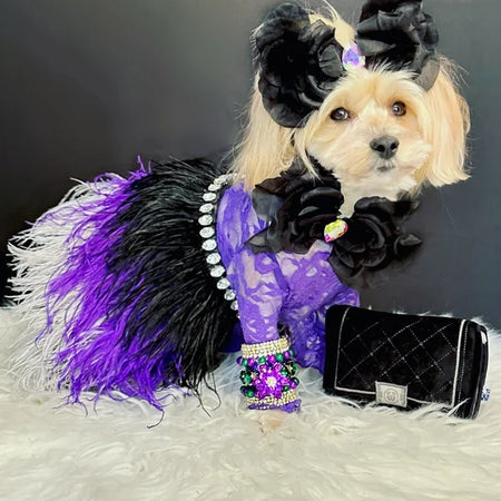 Dog dressed in a purple outfit with black feathers and accessories on a dark background