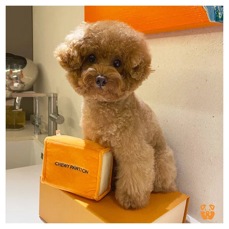 Small dog sitting next to a 'Chewy Pawtion' product on a counter.