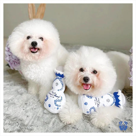 Two white dogs wearing blue and white outfits on a gray surface.