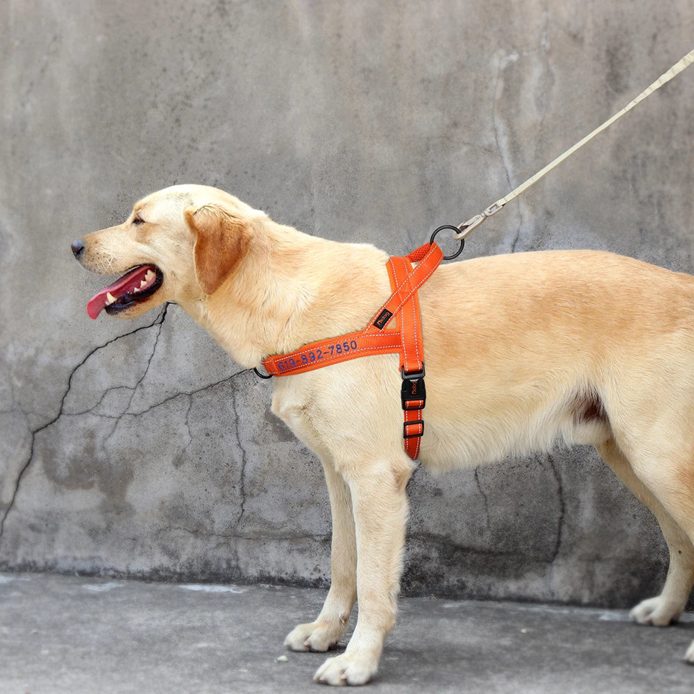 Personalized_Reflective_Nylon_Dog_Harness_on_dog