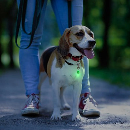 Pet Blinkers LED Collar Charm and Safety Light - Flipo at night
