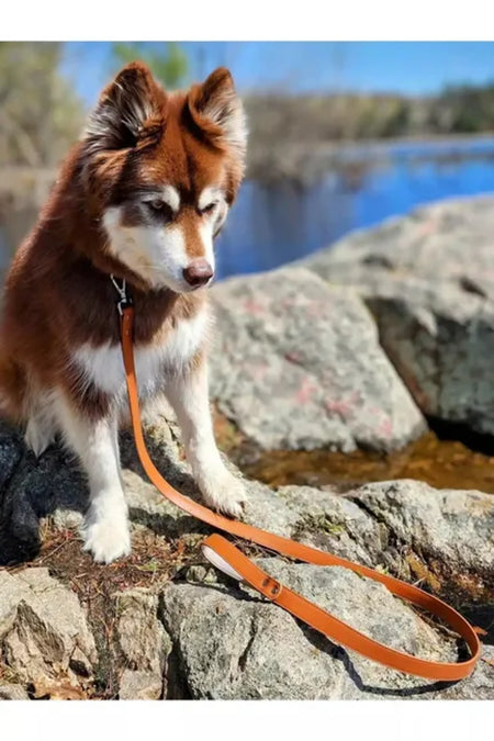 Sierra Sunrise Vegan Leather Dog Leash - Aria the Fox with dog