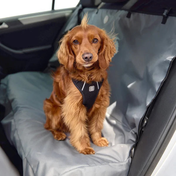 Brown dog sitting on a car seat cover with a black harness.