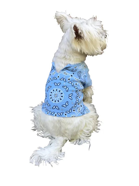 Dog wearing a blue bandana patterned shirt on a white background