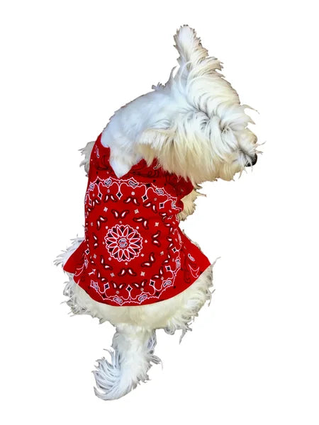 White dog wearing a red bandana with white patterns on a white background