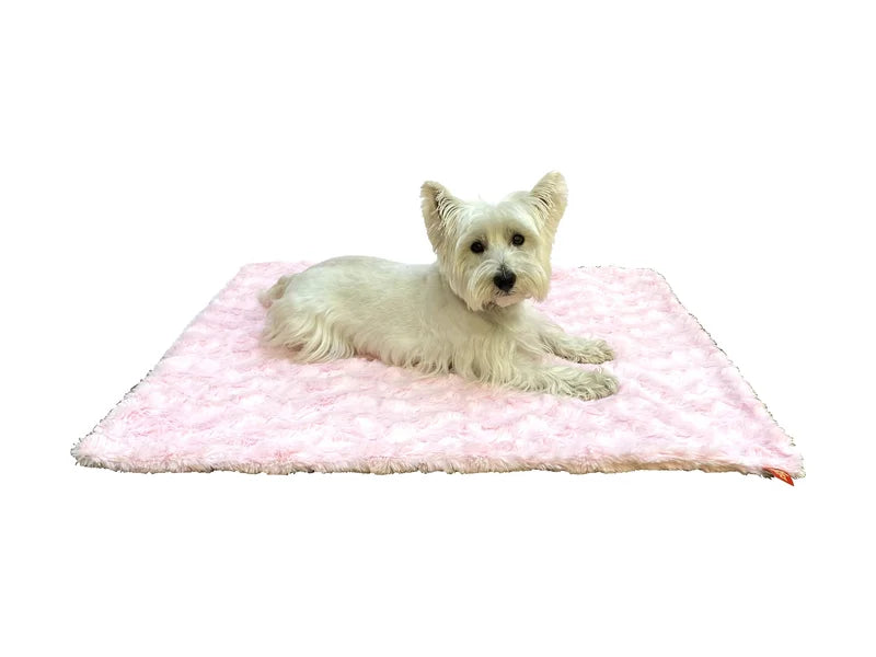 Small white dog lying on a pink blanket with a white background