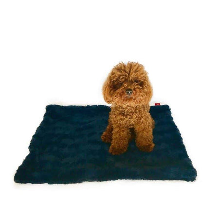 Small brown dog sitting on a dark blue blanket against a white background