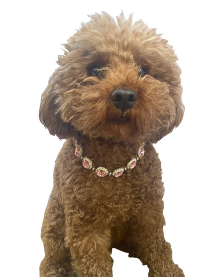 Brown dog wearing a decorative pink collar on a white background