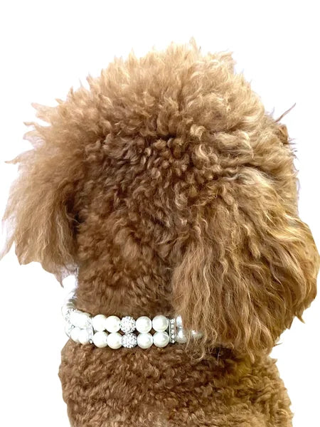 Brown dog wearing a white pearl collar on a white background
