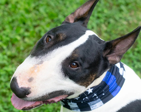 Thin Blue Line Scruff for Dogs - Pup Scruffs on dog