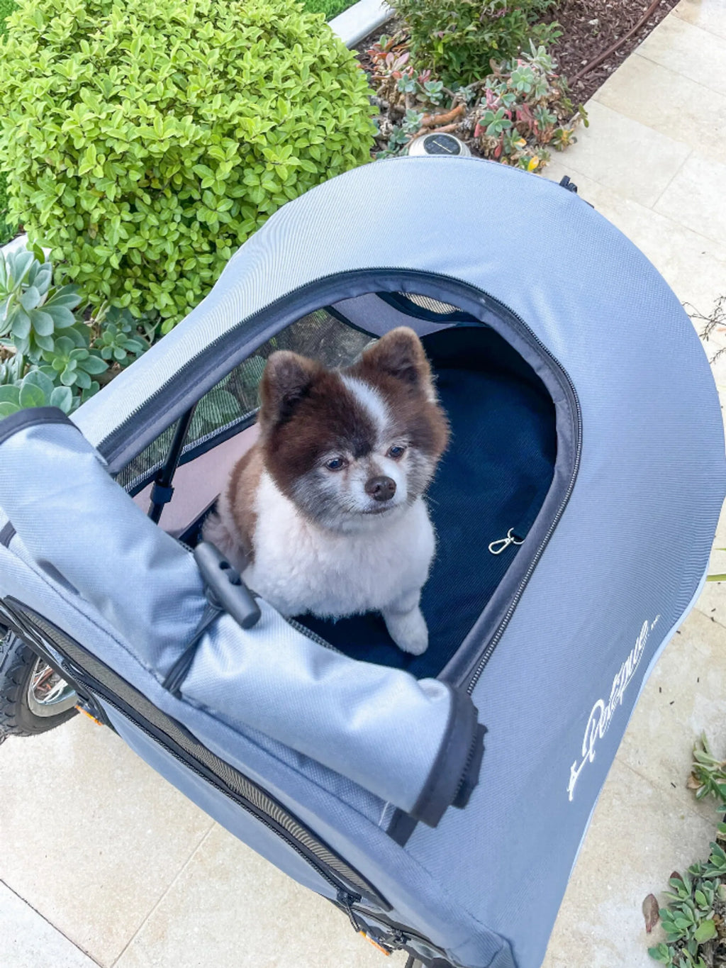 Trailblazer Pet Jogger for Dogs - Petique with cute dog