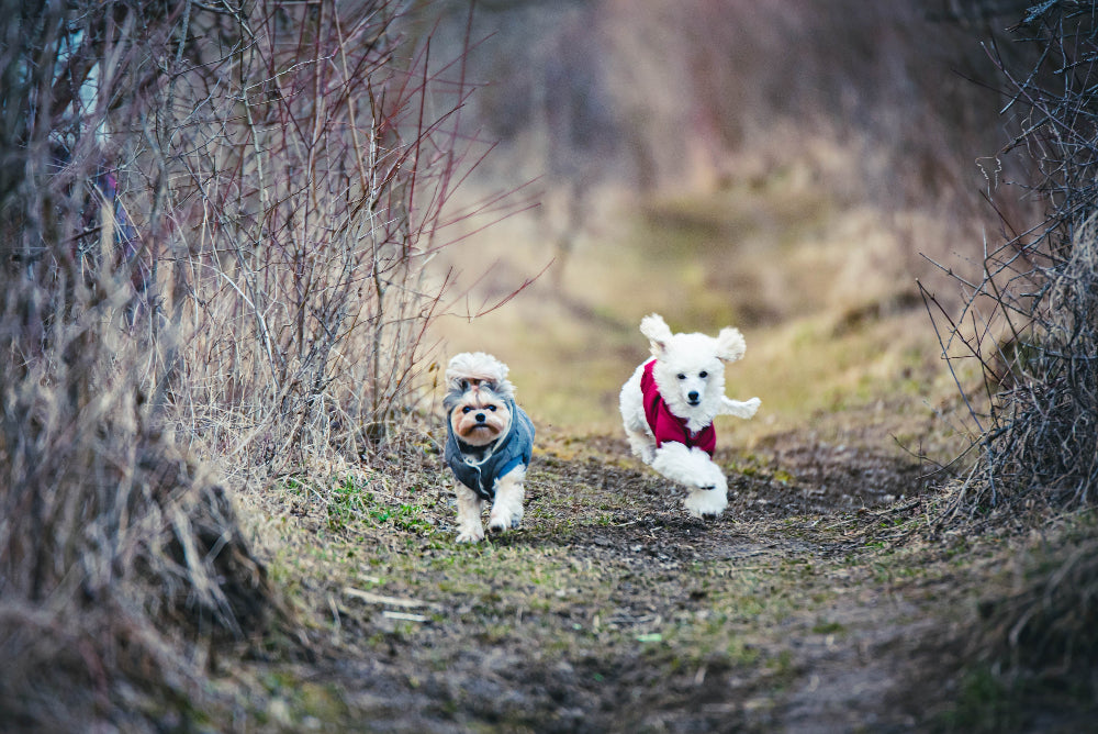 Two dogs in winter coats running on a path through a forest.