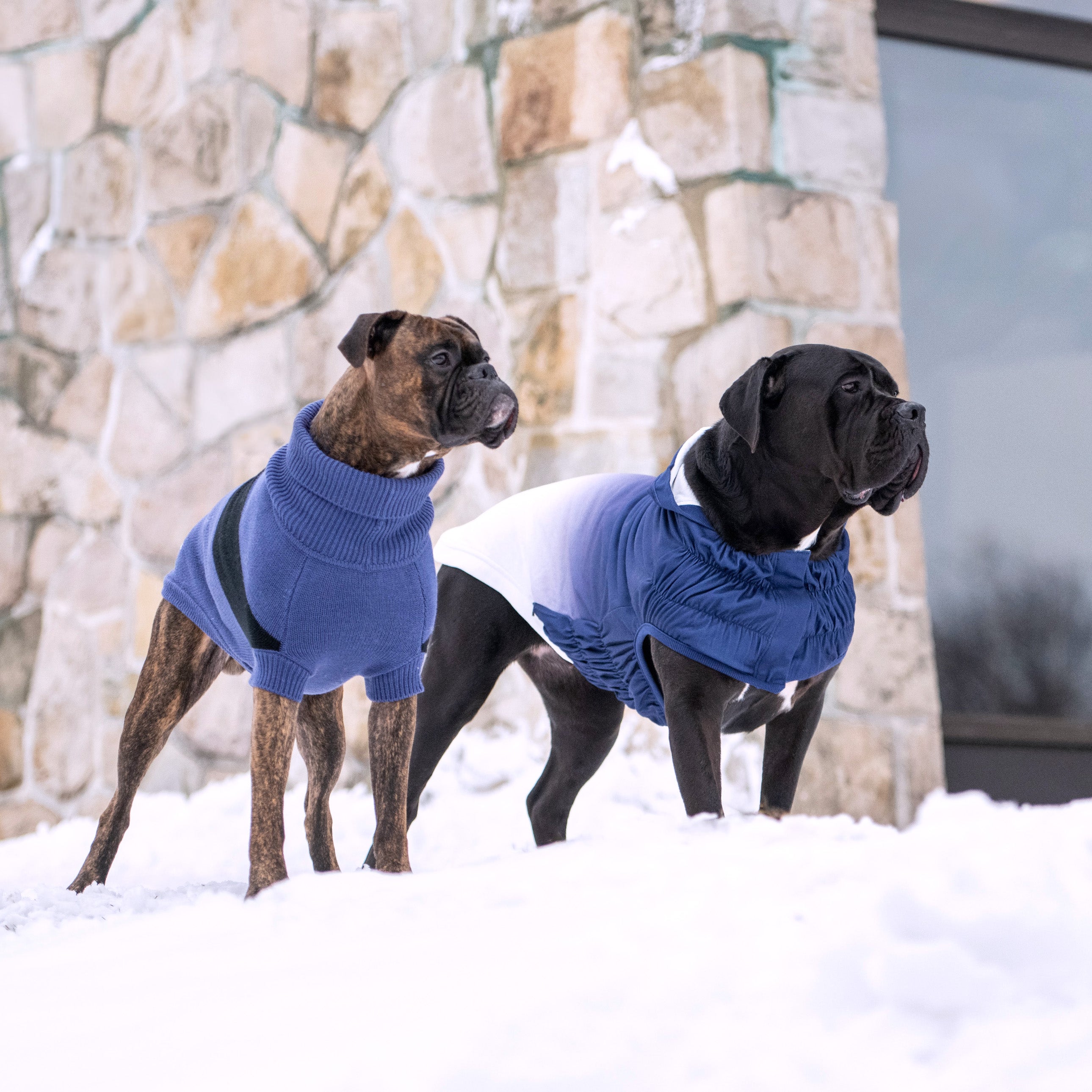 Two dogs wearing blue sweaters standing in the snow against a stone wall.