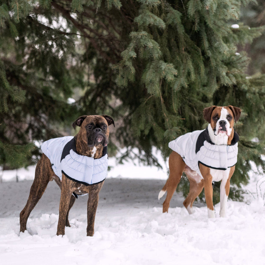 Two dogs wearing white coats standing in the snow with evergreen trees in the background.