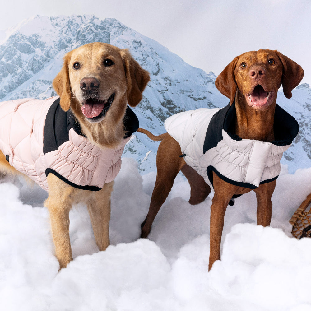 Two dogs wearing winter coats standing in the snow with mountains in the background