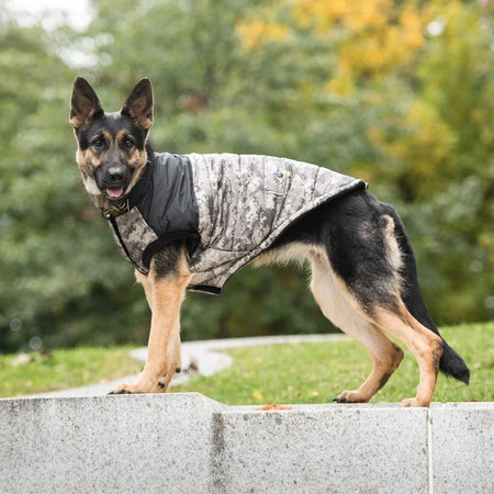 Dog wearing a quilted jacket standing on a concrete ledge with a blurred natural background