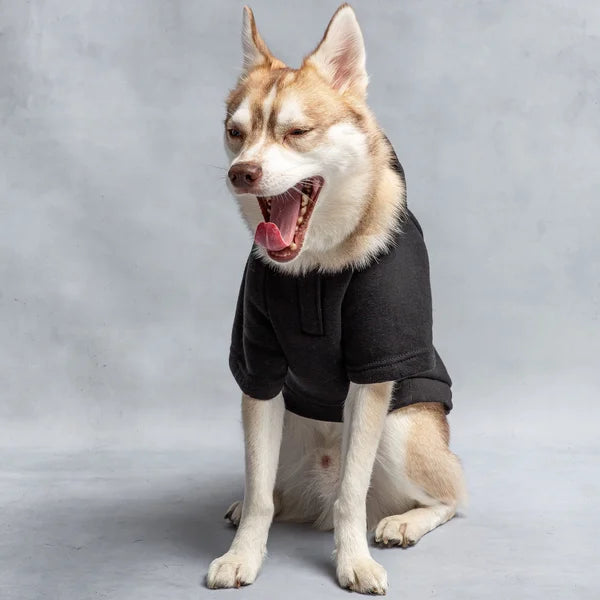 Dog wearing a black sweater on a gray background