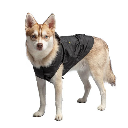 Dog wearing a black jacket on a white background