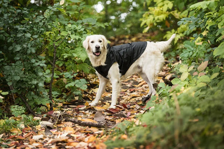Dog wearing a black jacket in a forest setting