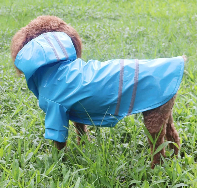 A curly-coated dog stands on green grass, sporting a Reflective Waterproof Dog Raincoat: Perfect Poncho for Small Dogs that covers its body and head. The shiny blue raincoat, designed for small dogs, features gray reflective stripes and extends to the dog’s tail, keeping it dry from potential rain. The dog is positioned with its back to the camera.