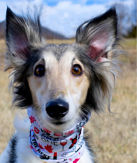 Wags and Wine Scruff for Dogs - Pup Scruffs on dog