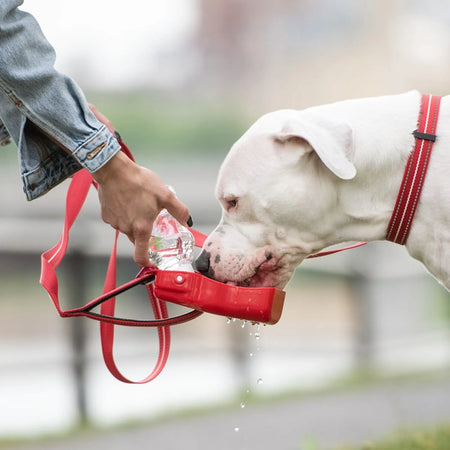 Water Bottle for Dogs - 8 oz - GF Pet red with dog