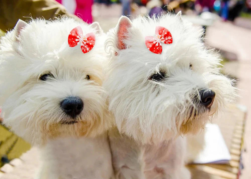 Winter_Dog_Hair_Bows_dog with bows