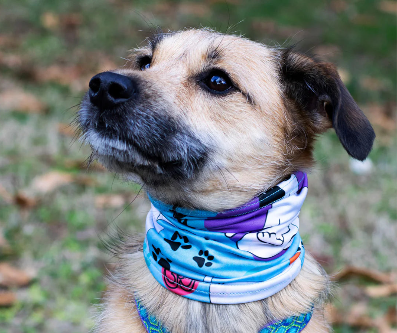 Yogadog Scruff for Dogs - Pup Scruff on dog