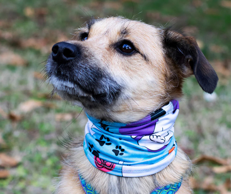 Yogadog Scruff for Dogs - Pup Scruff on dog
