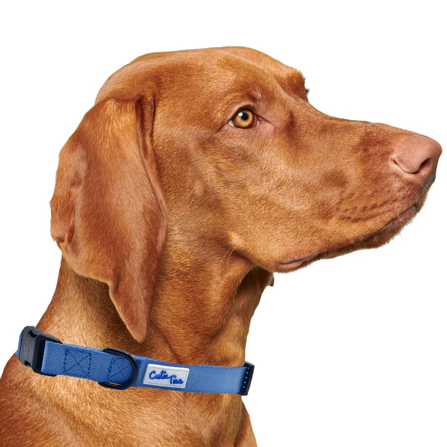 blue collar on dog