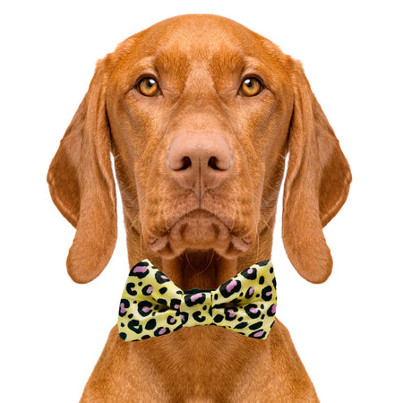 cheetah_print_bow_tie