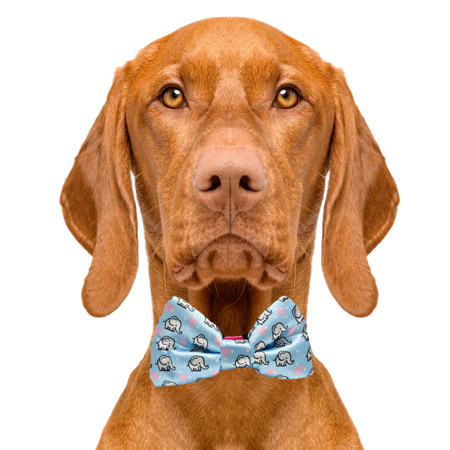 elephant_bow_tie