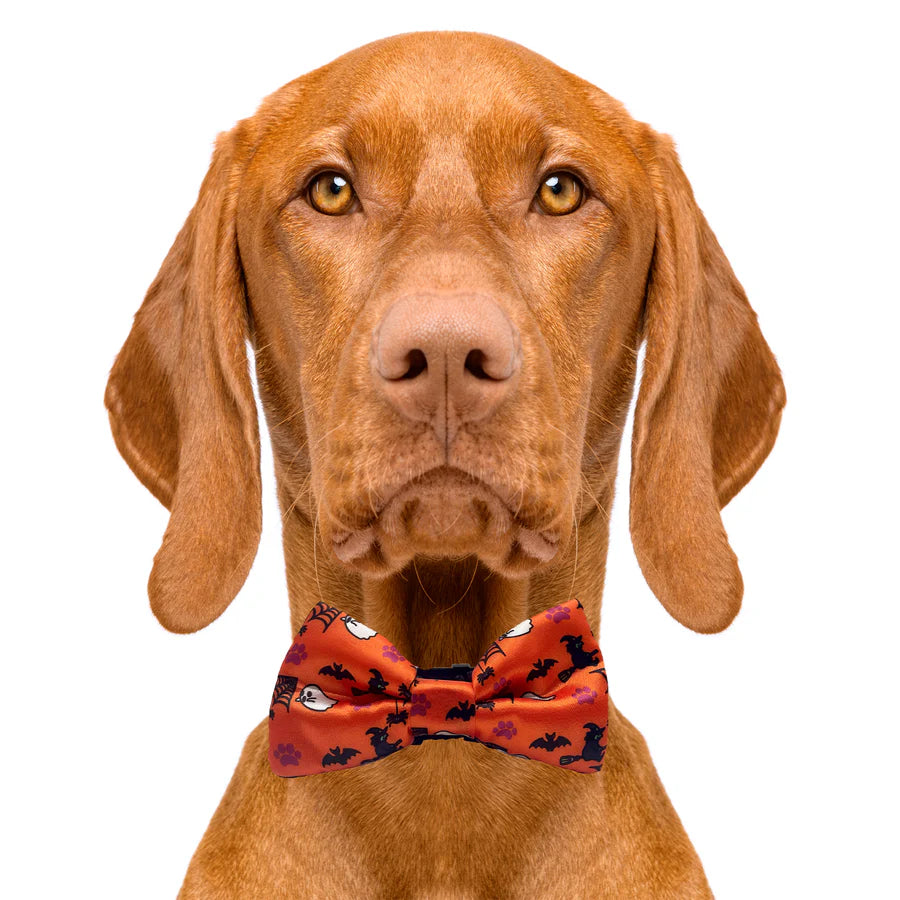 halloween_orange_bowtie