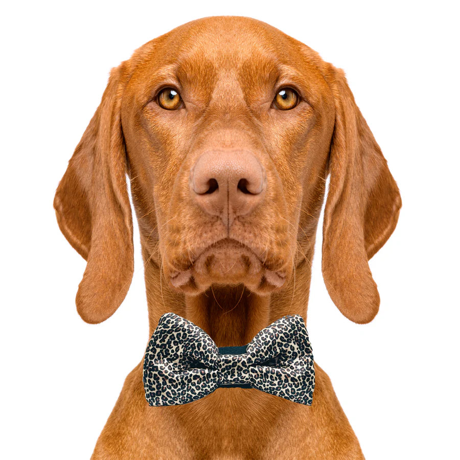 leopard_print_bow_tie
