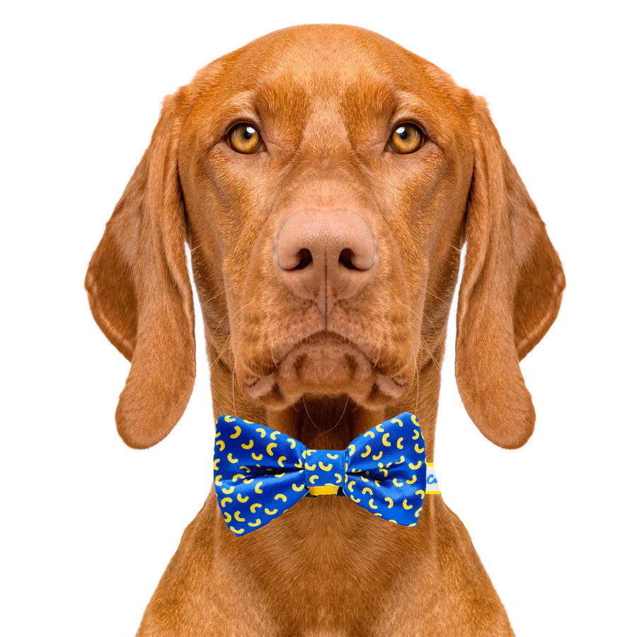 mac_and_cheese_bow_tie