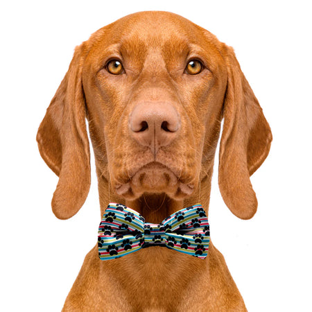 paw_print_bow_tie