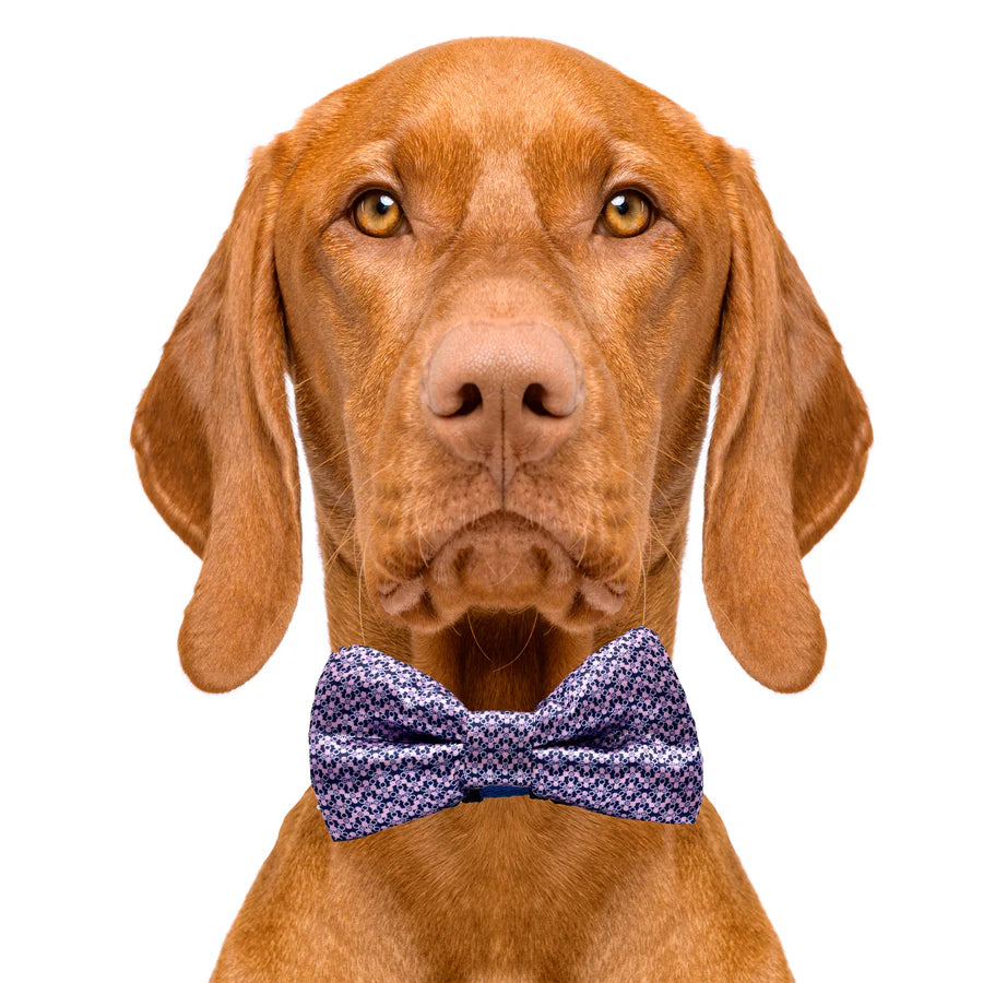 pink_and_blue_bow_tie