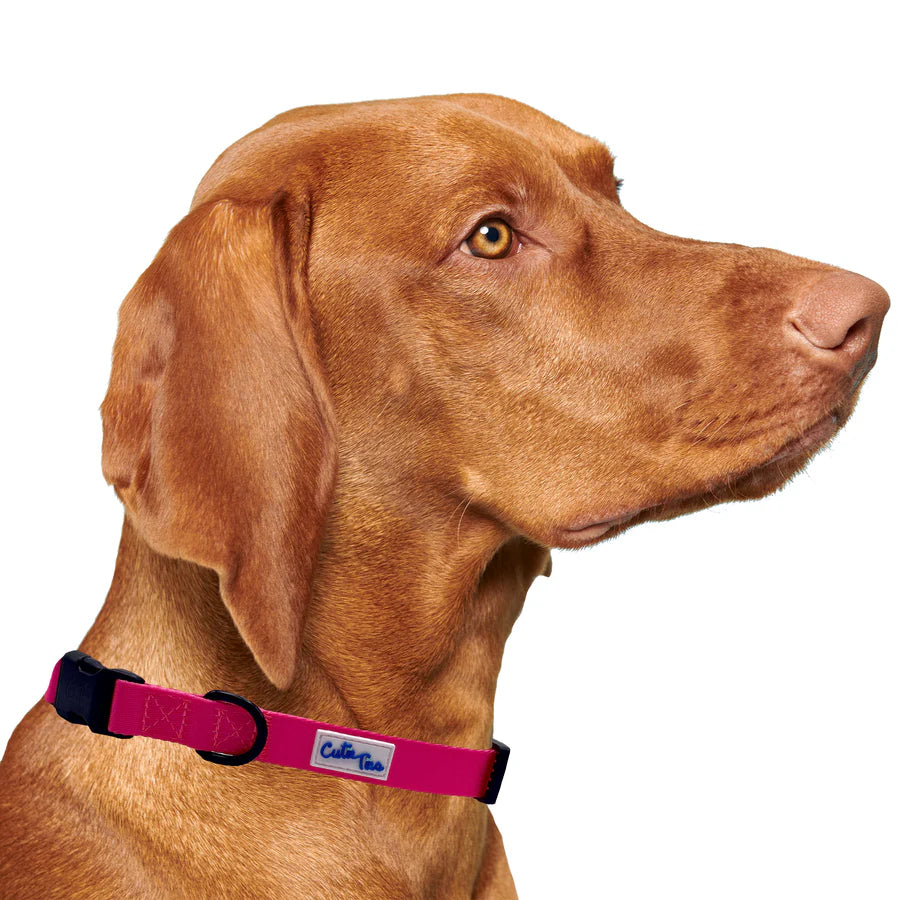 pink collar on dog