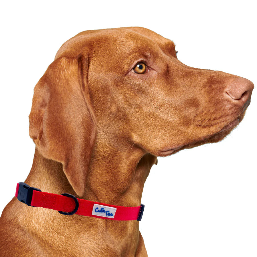 red collar on dog