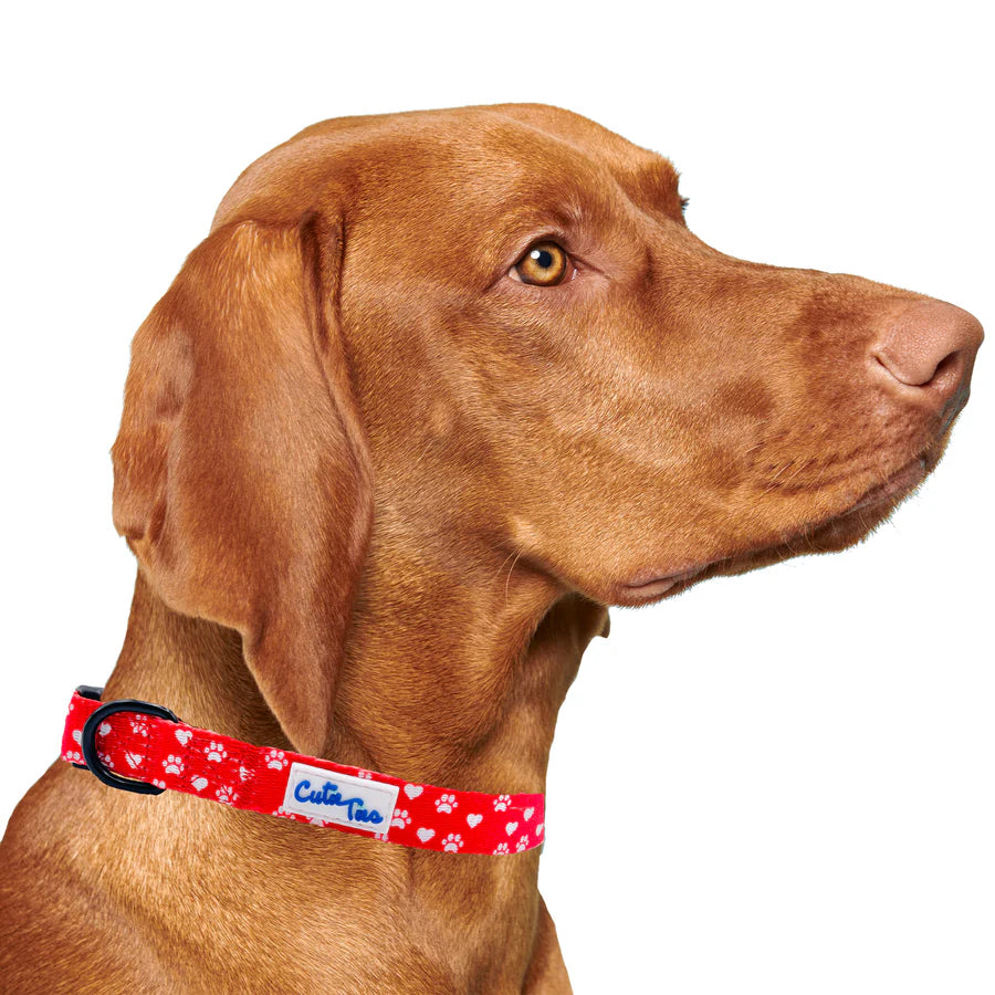 red_paw_prints_collar on dog