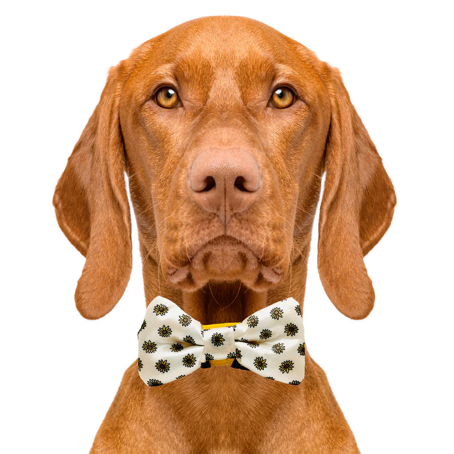 sunflower_bow_tie