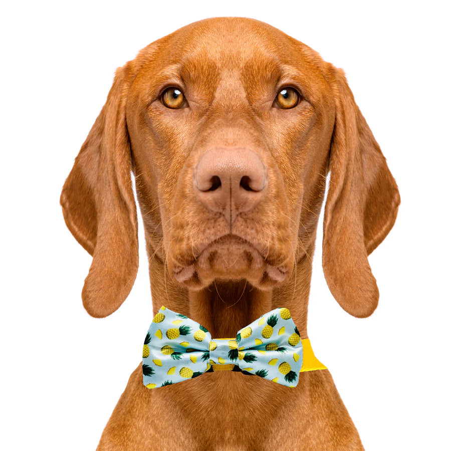 tropic_like_its_hot_bowtie