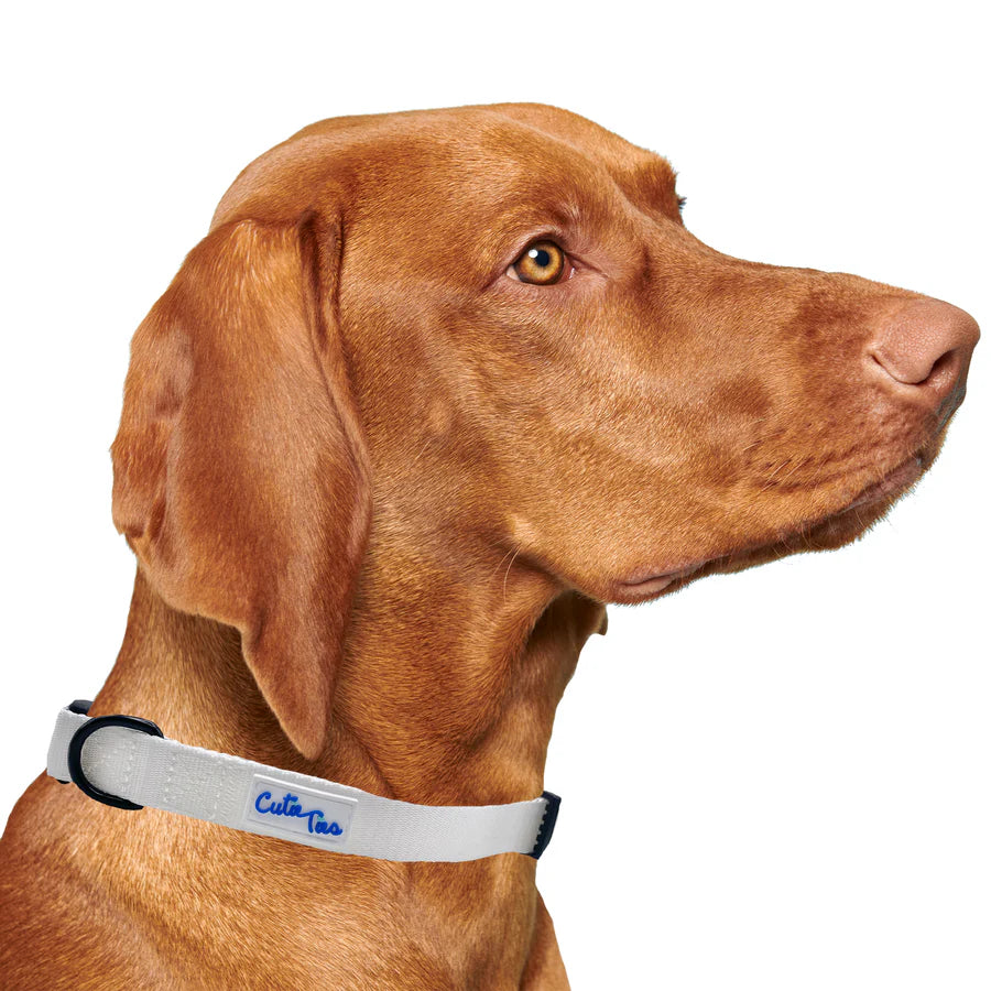 yellow collar on dog