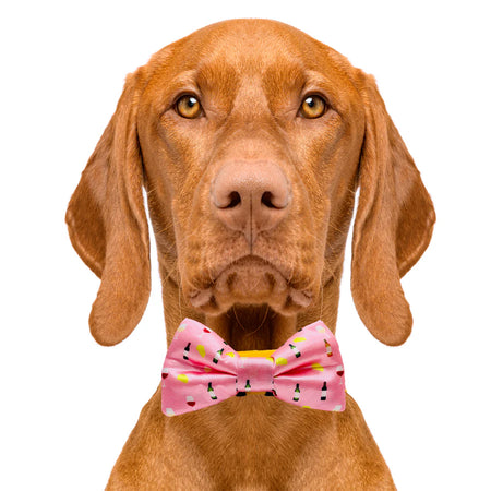 wine_and_cheese_bow_tie