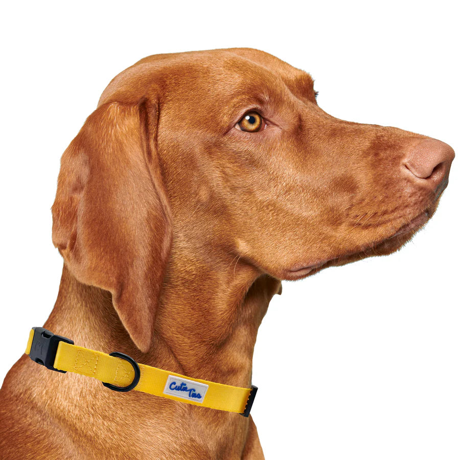 yellow collar on dog